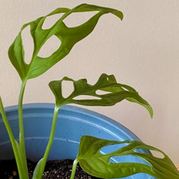 Monstera Adansonii S