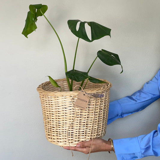 Canasto + Monstera - micanastodemimbre