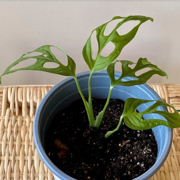 Monstera Adansonii S